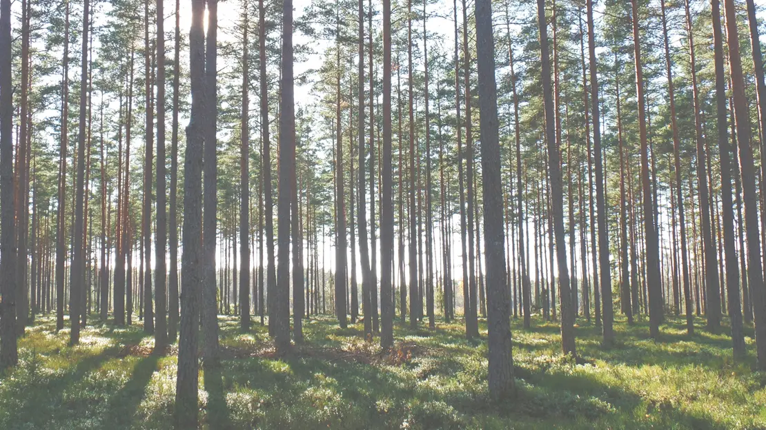 en skog, solen lyser igenom träden och det är dag.