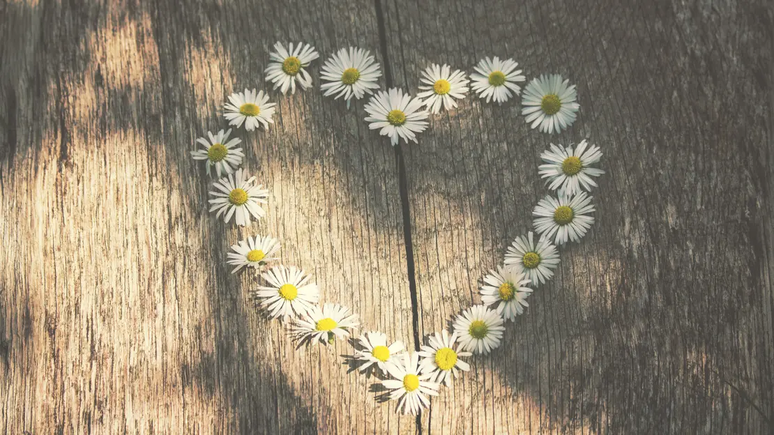 små sommarblommor i form av ett hjärta. blommorna ligger på en träbänk