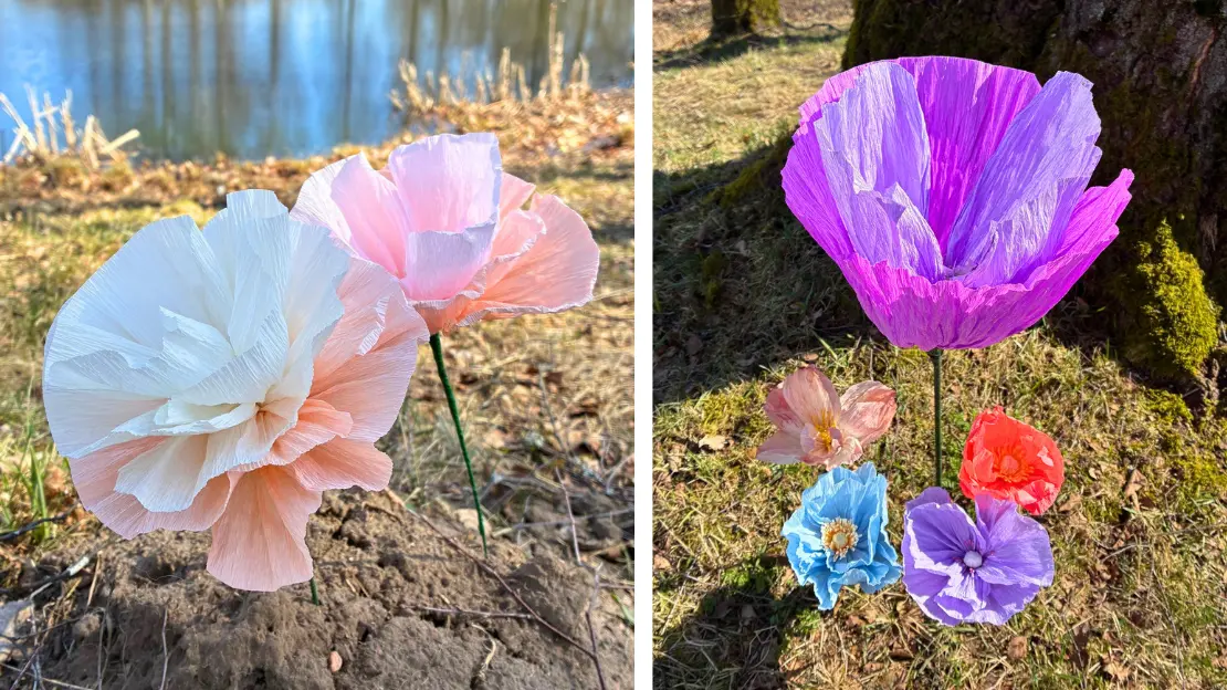 Två bilder från påskäventyret. två bilder på kräppblommor-