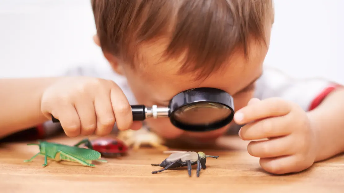 En liten pojke tittar med förstoringsglas på plastinsekter som ligger på ett bord.