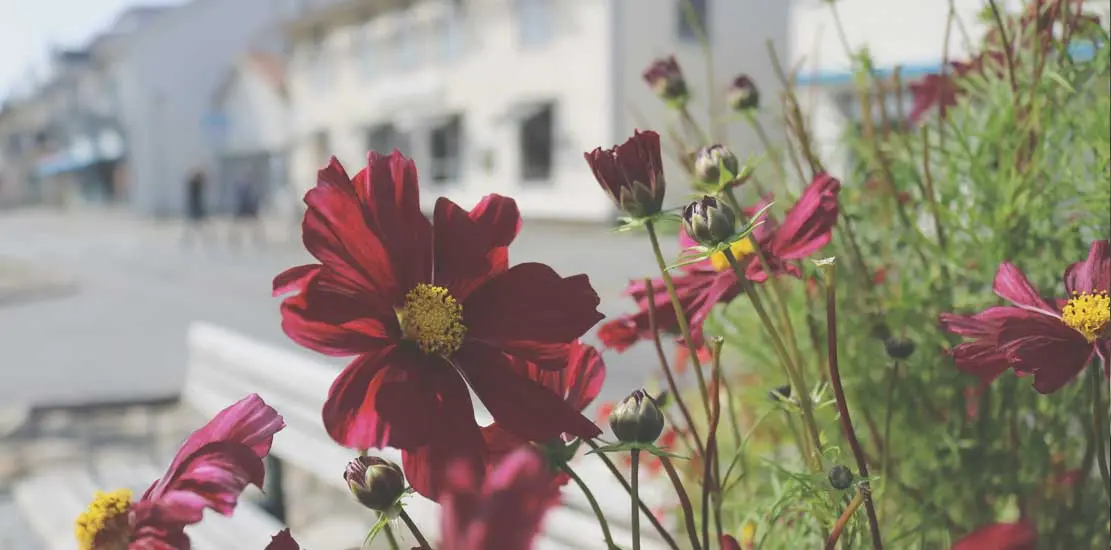 en bild på röda och rosa blommor på ett torg