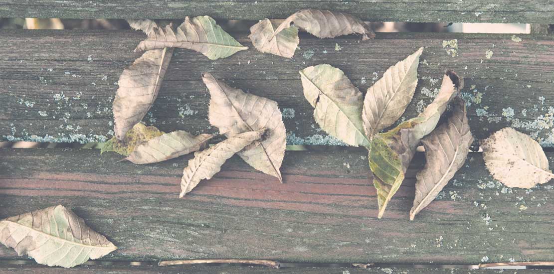 torkade löv på en bänk