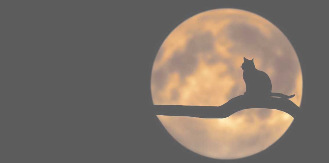 i månen syns en siluett av en katt