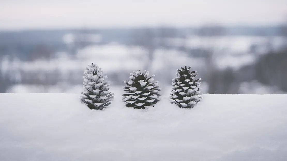 tre kottar i ett vinterlandskap