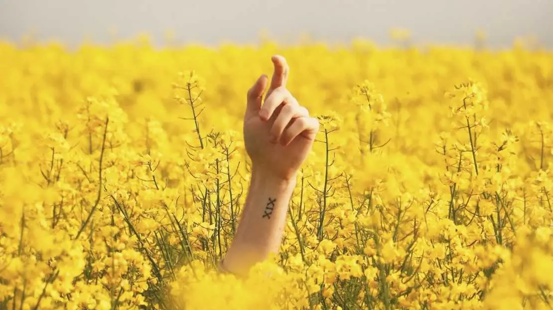 En hand med tatuering under handleden sträcker sig upp ur ett rapsfält.