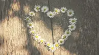 små sommarblommor i form av ett hjärta. blommorna ligger på en träbänk