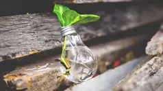 en stickling, istället för ett vanligt glas är sticklingen i en glödlampa