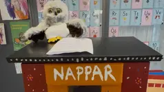 Nappugglan som sitter på nappholken.