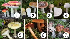 Sju giftiga svampar i Sverige. 