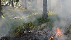 skog med eld och rök, bild från serf.se