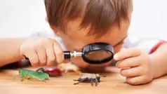 En liten pojke tittar med förstoringsglas på plastinsekter som ligger på ett bord.